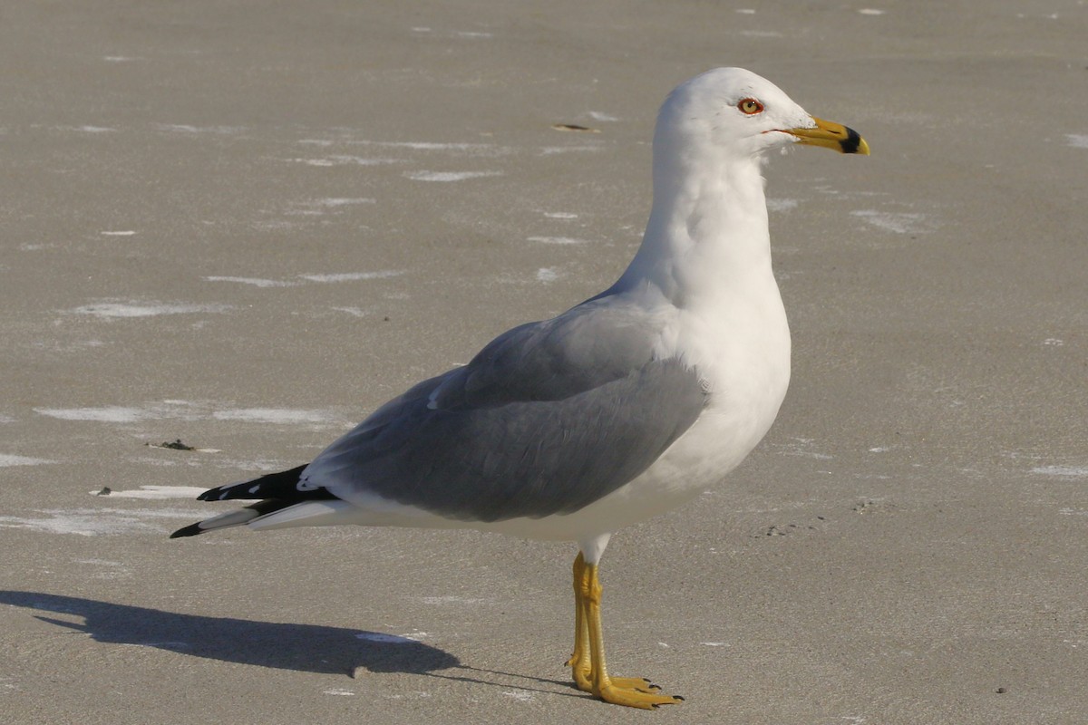 Ring-billed Gull - ML615992615