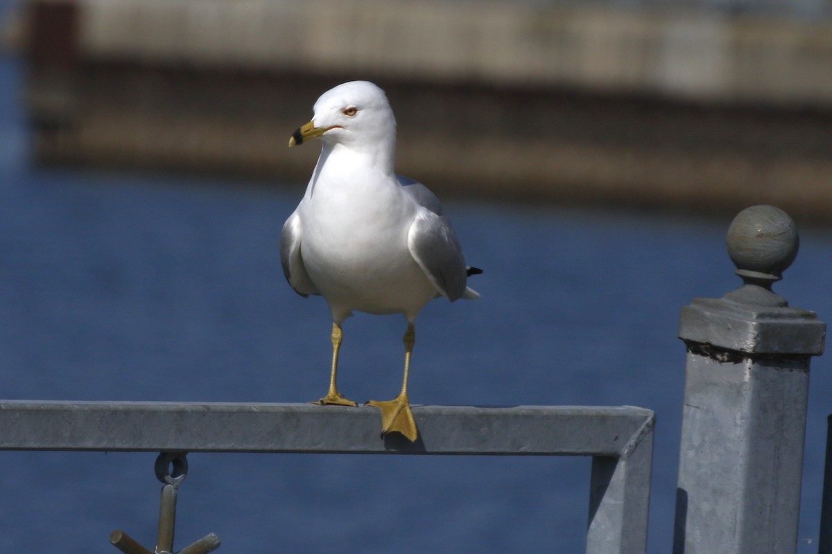 Ring-billed Gull - ML615992616