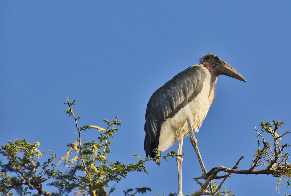 Marabou Stork - Rene Ritsema