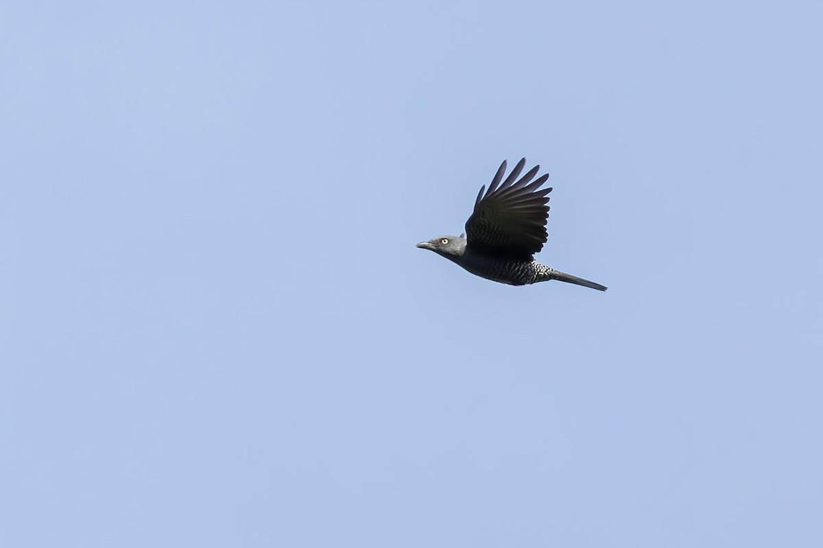 Bar-bellied Cuckooshrike - ML615992634