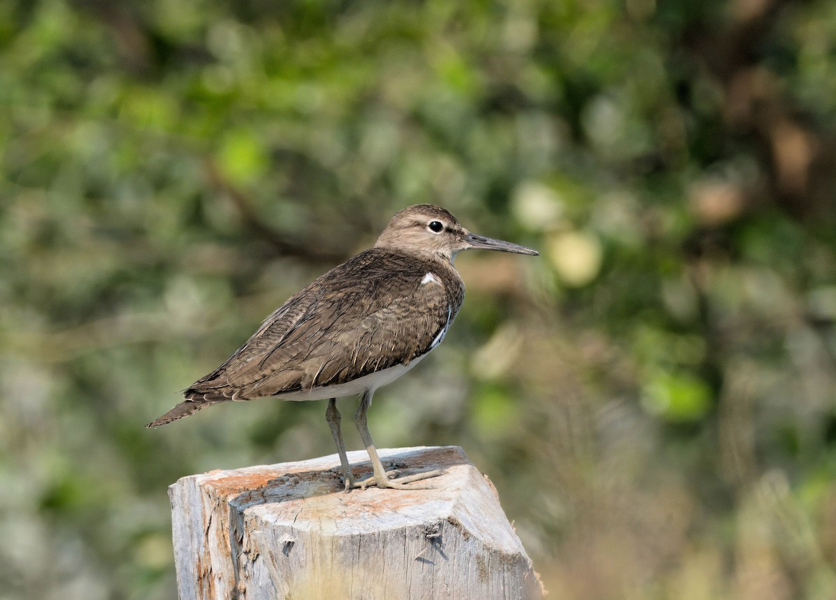 Common Sandpiper - ML615992648