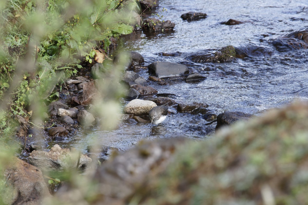 Green Sandpiper - ML615992651