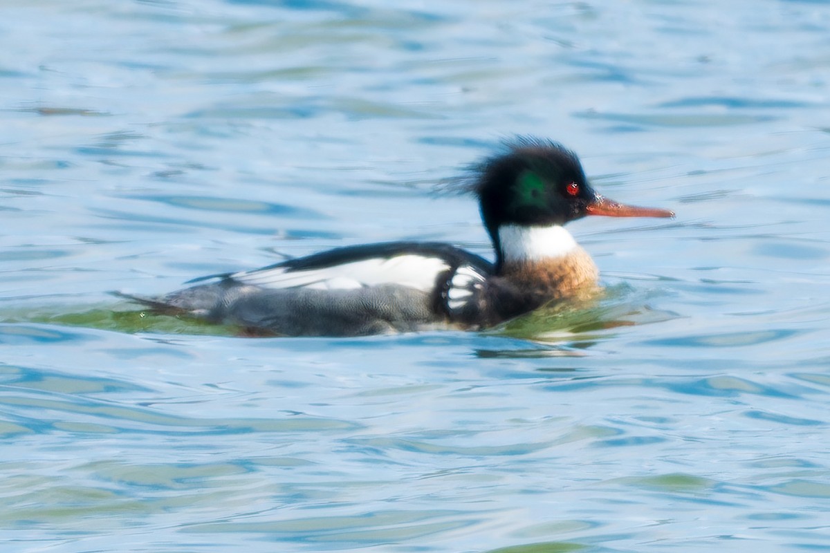 Red-breasted Merganser - ML615992656