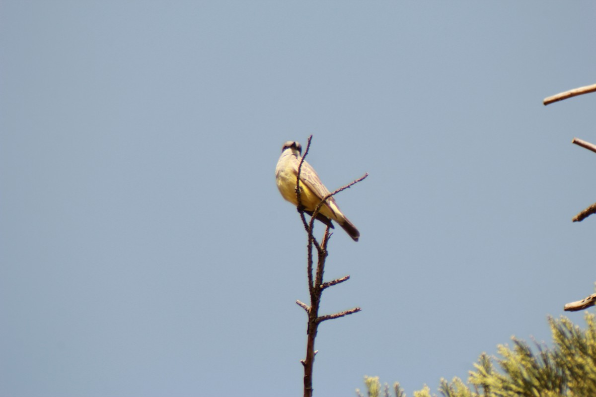 Cassin's Kingbird - Ezra Murray