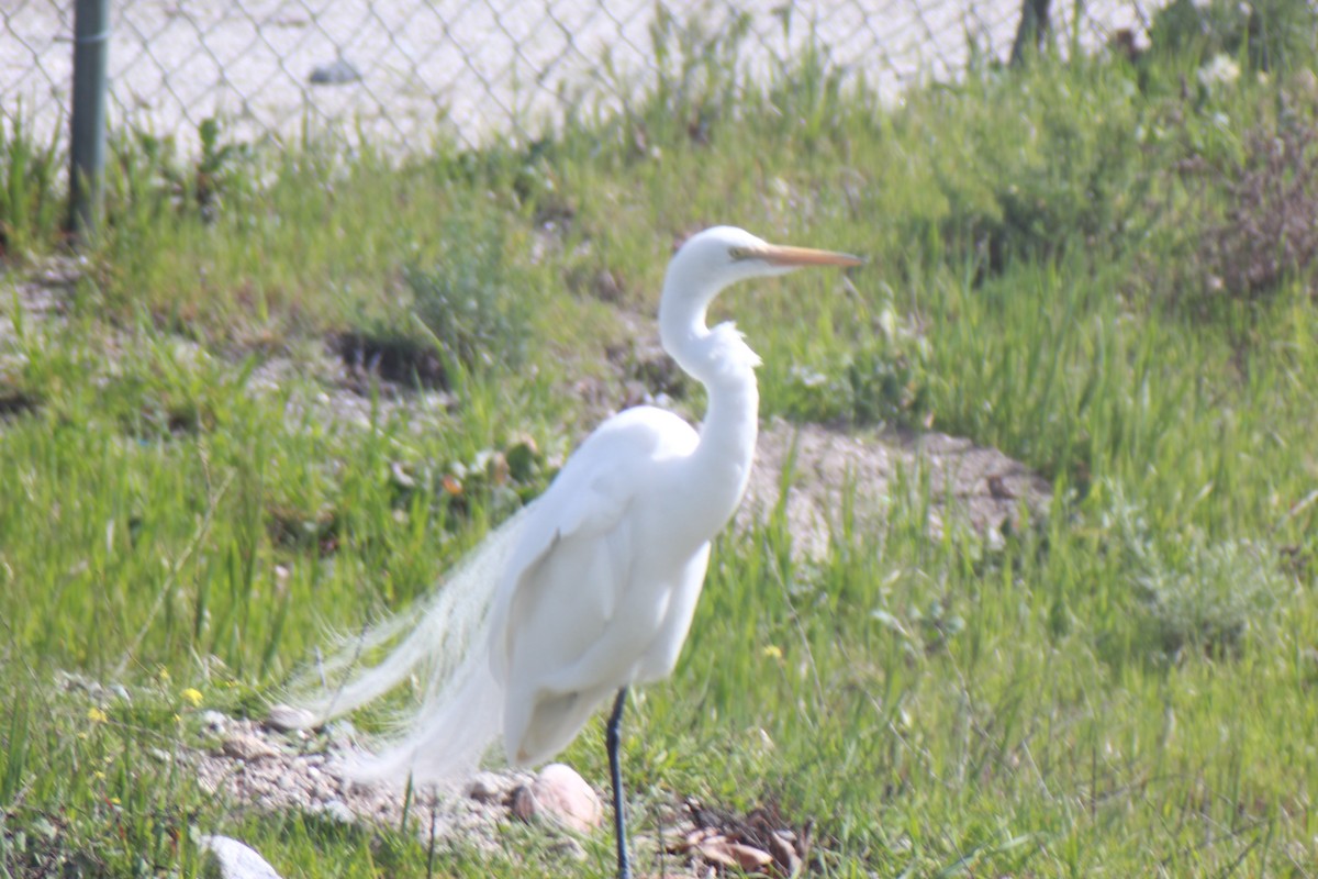 Great Egret - ML615992728