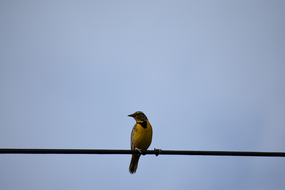 Eastern Meadowlark - ML615992730