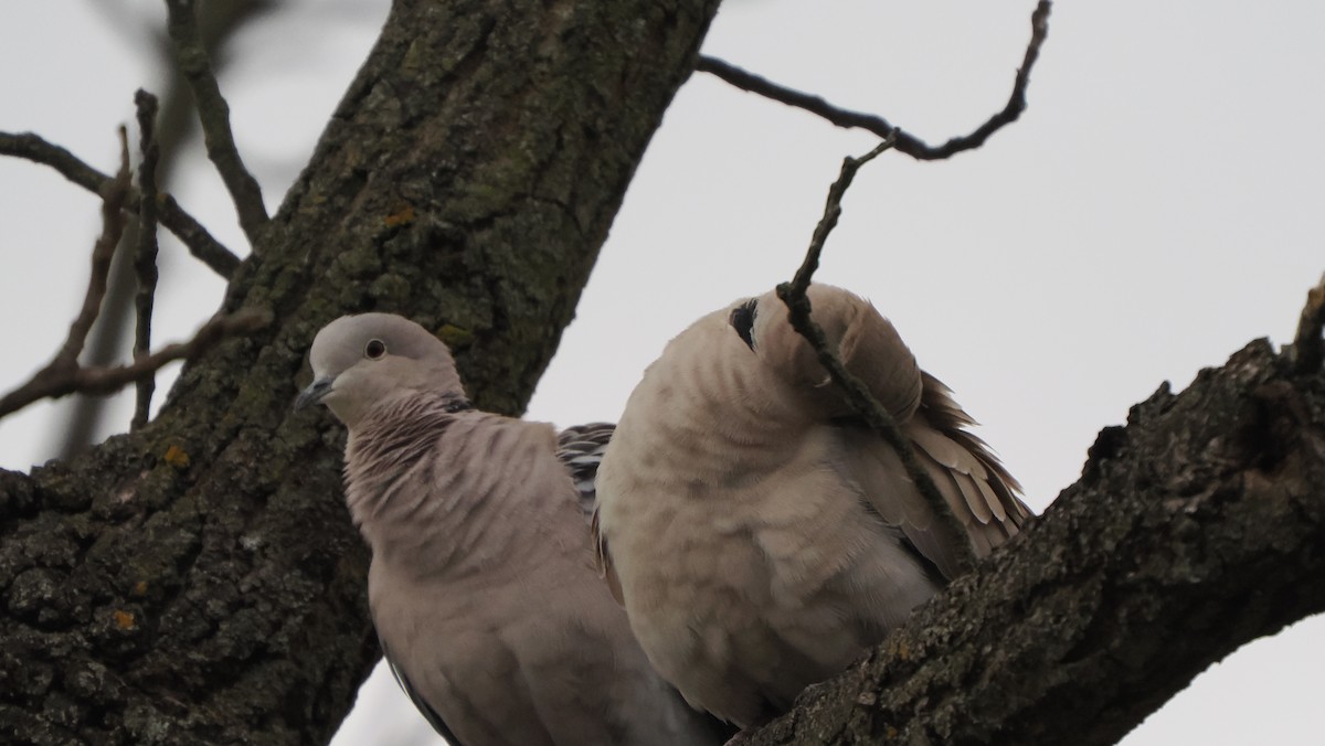 Eurasian Collared-Dove - Mike Grant