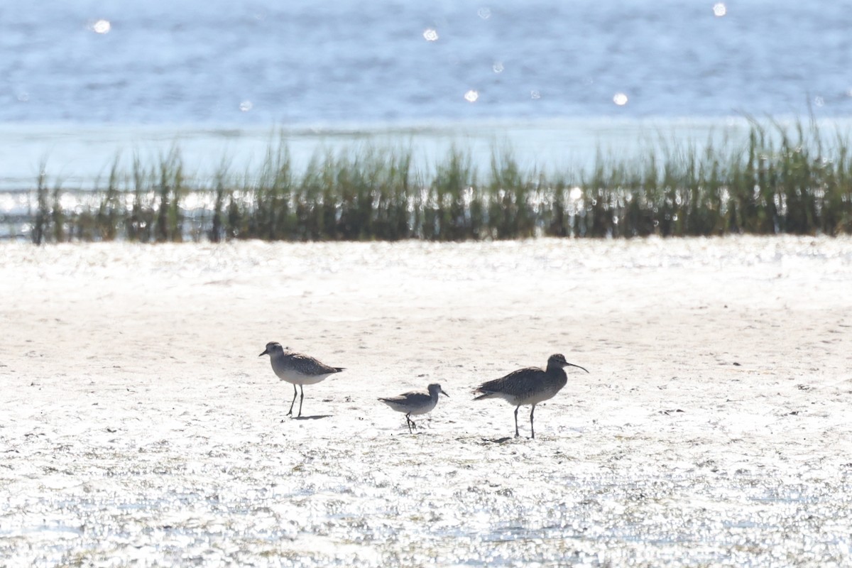 Red Knot - ML615992786