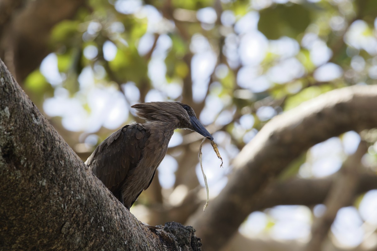 Hamerkop - ML615992810