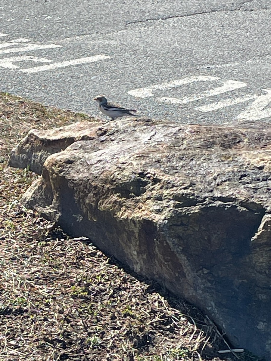 Snow Bunting - ML615992824