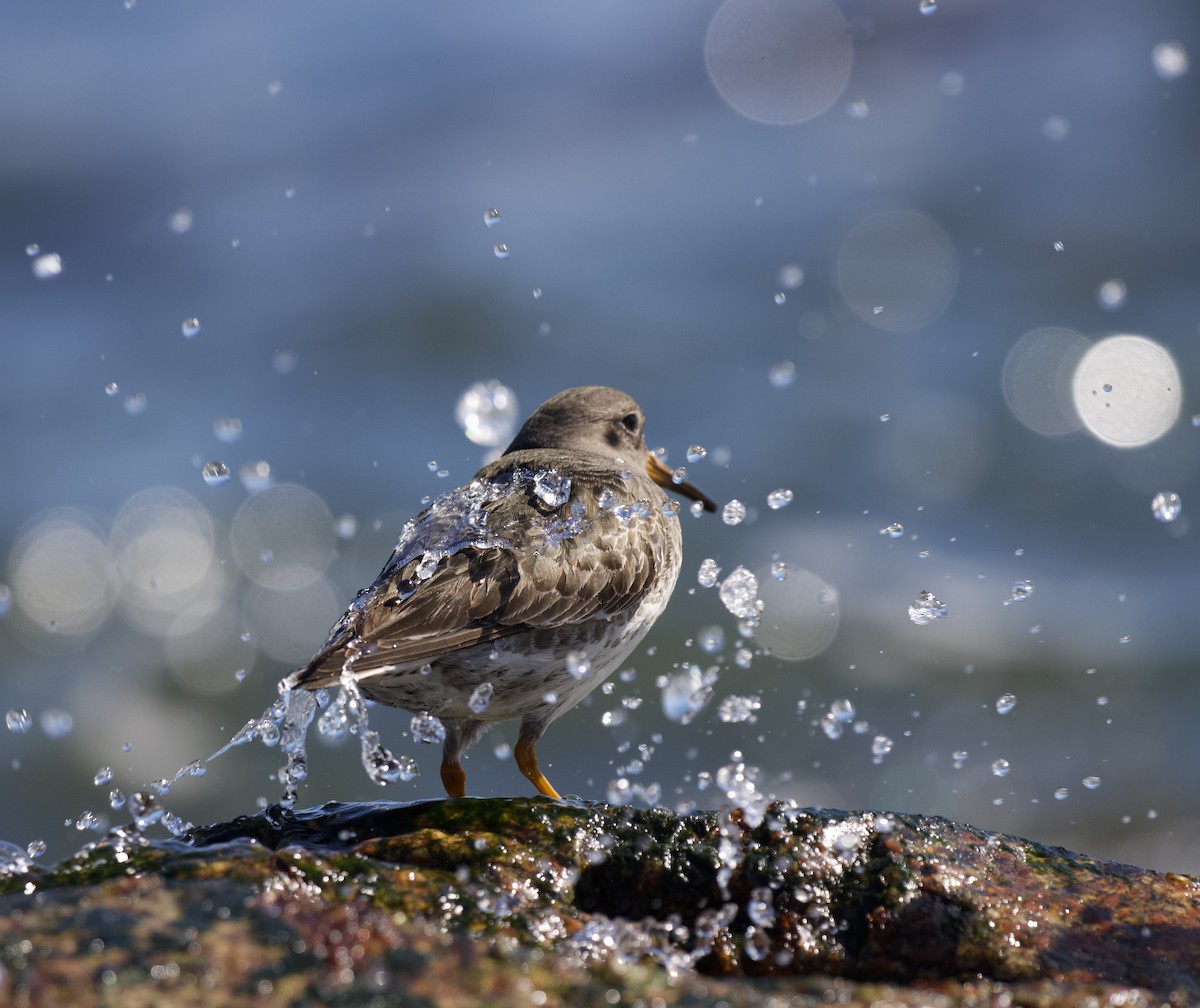 Purple Sandpiper - ML615992896