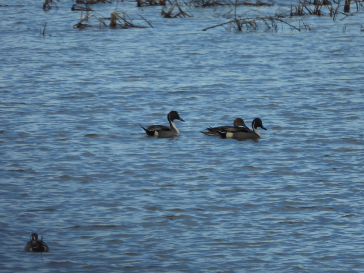 Northern Pintail - ML615992934