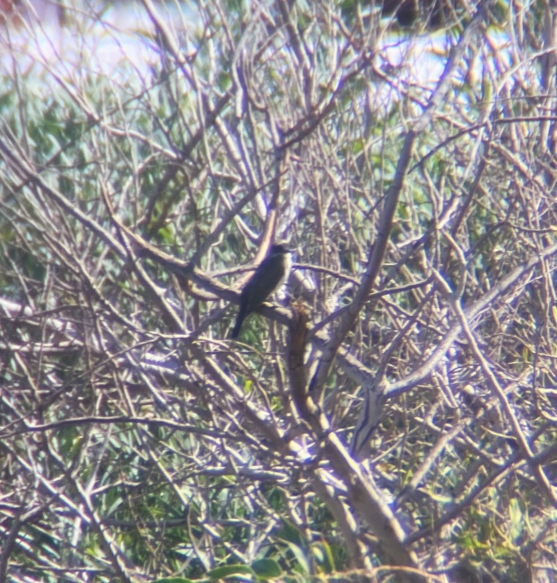 Eastern Kingbird - ML615992939