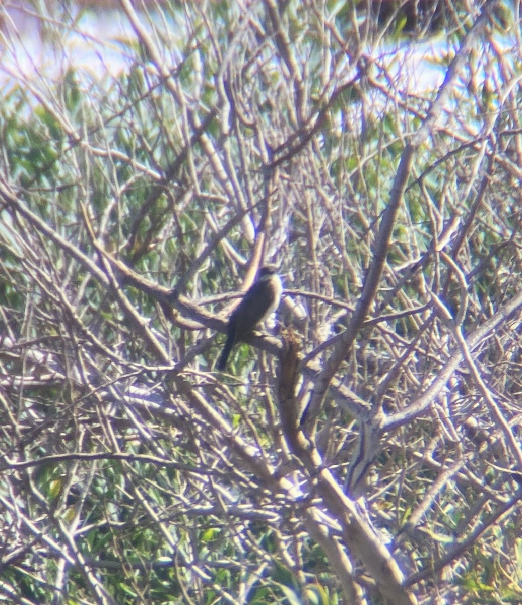 טירן מזרחי - ML615992940