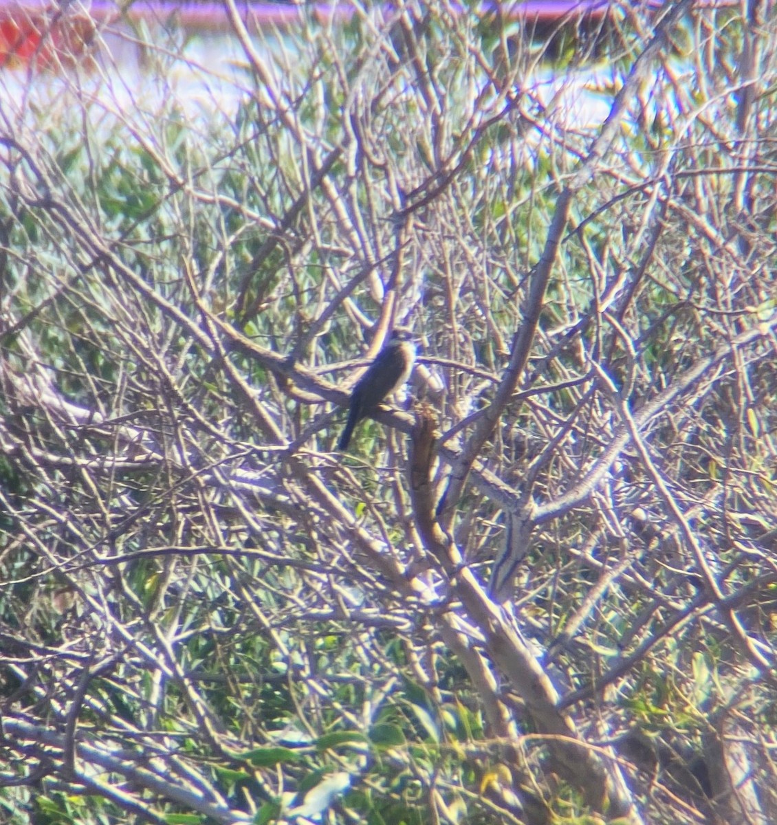 Eastern Kingbird - ML615992941
