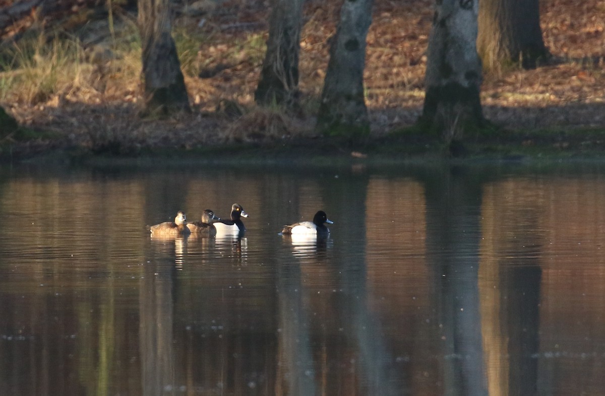 Ring-necked Duck - ML615992942