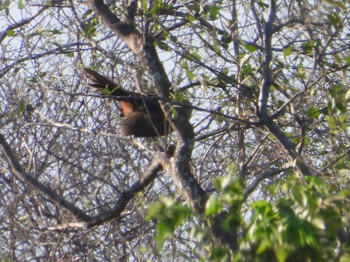 Rufous-vented Chachalaca - ML615992953