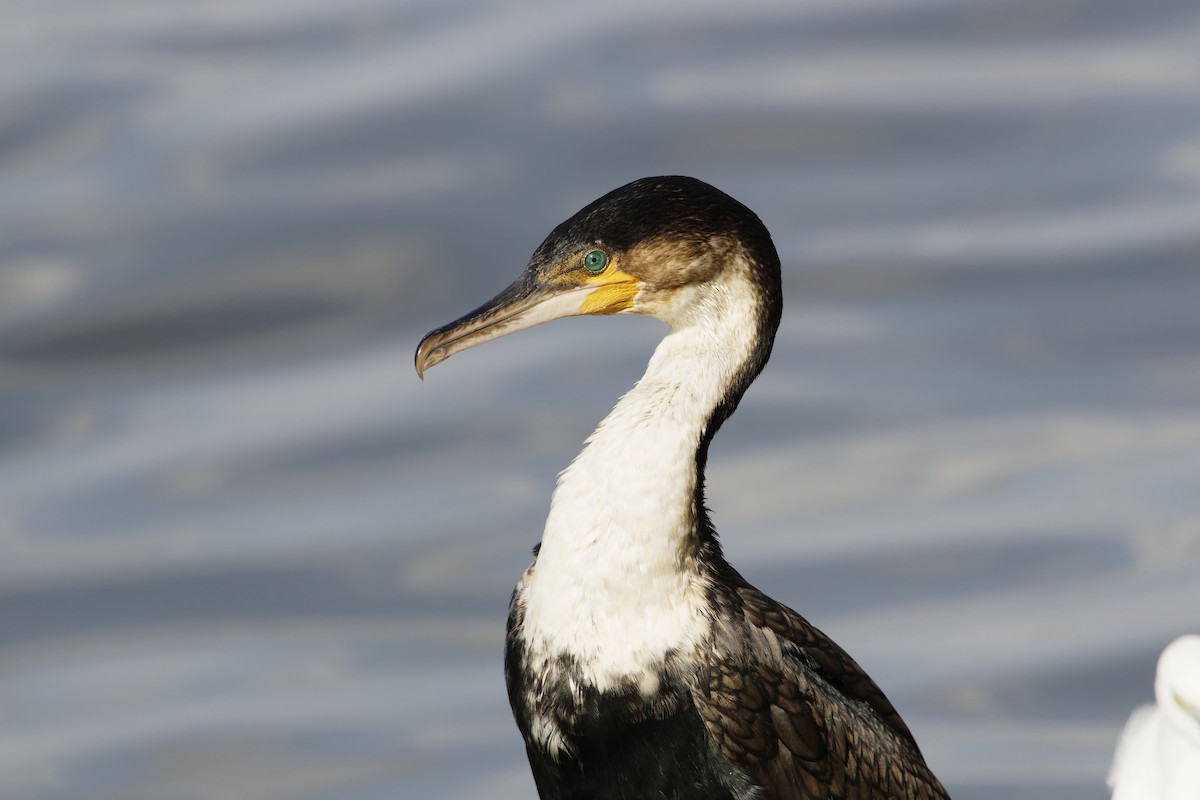 Cormorán Grande - ML615992964