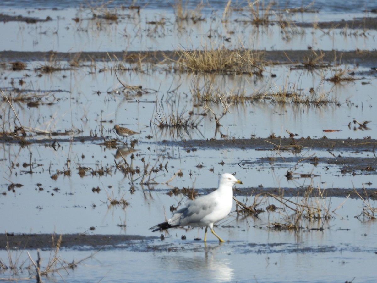 Ring-billed Gull - Marsha Walling