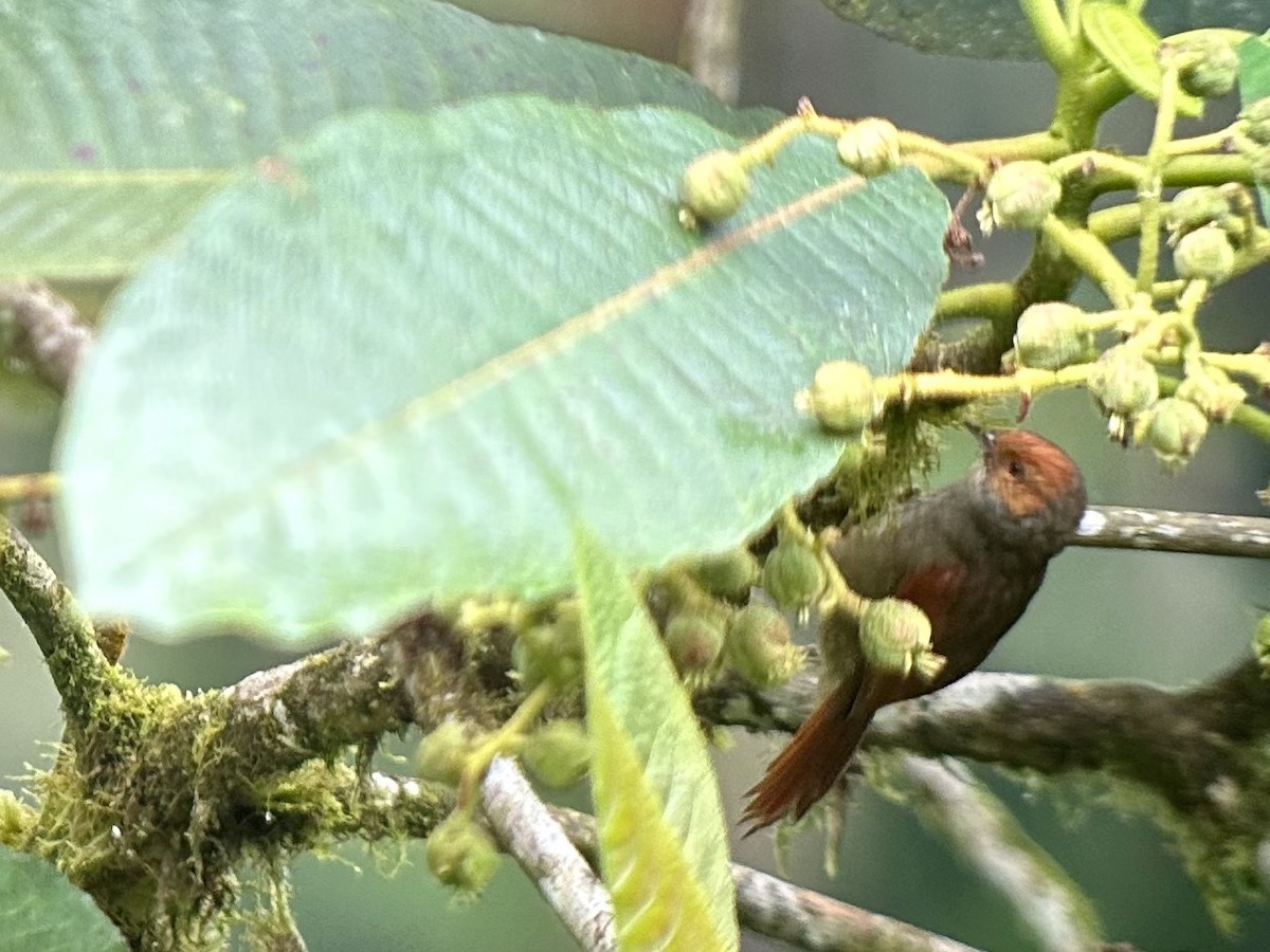 Red-faced Spinetail - Jeff Bouton