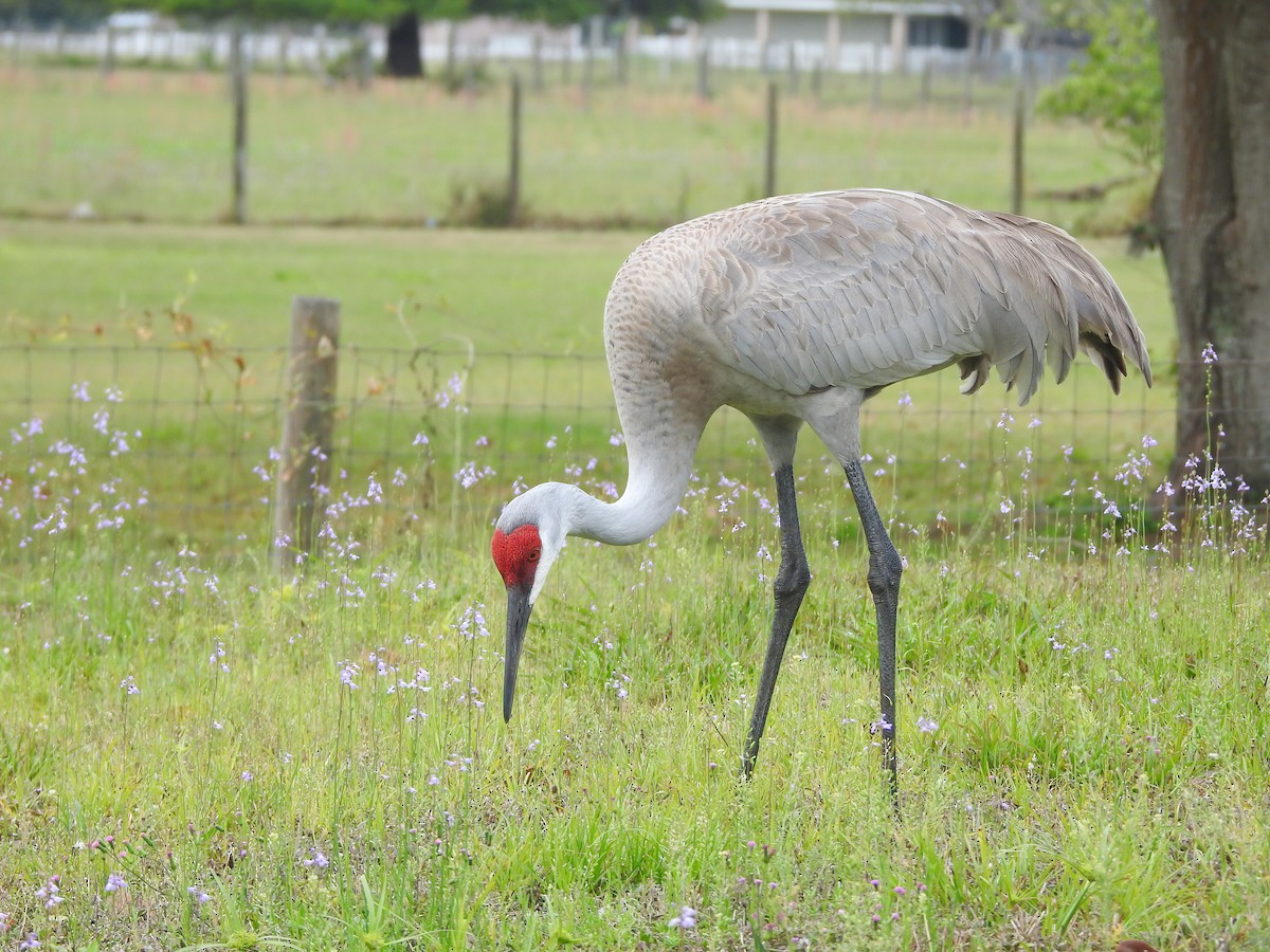 Sandhill Crane - ML615993092