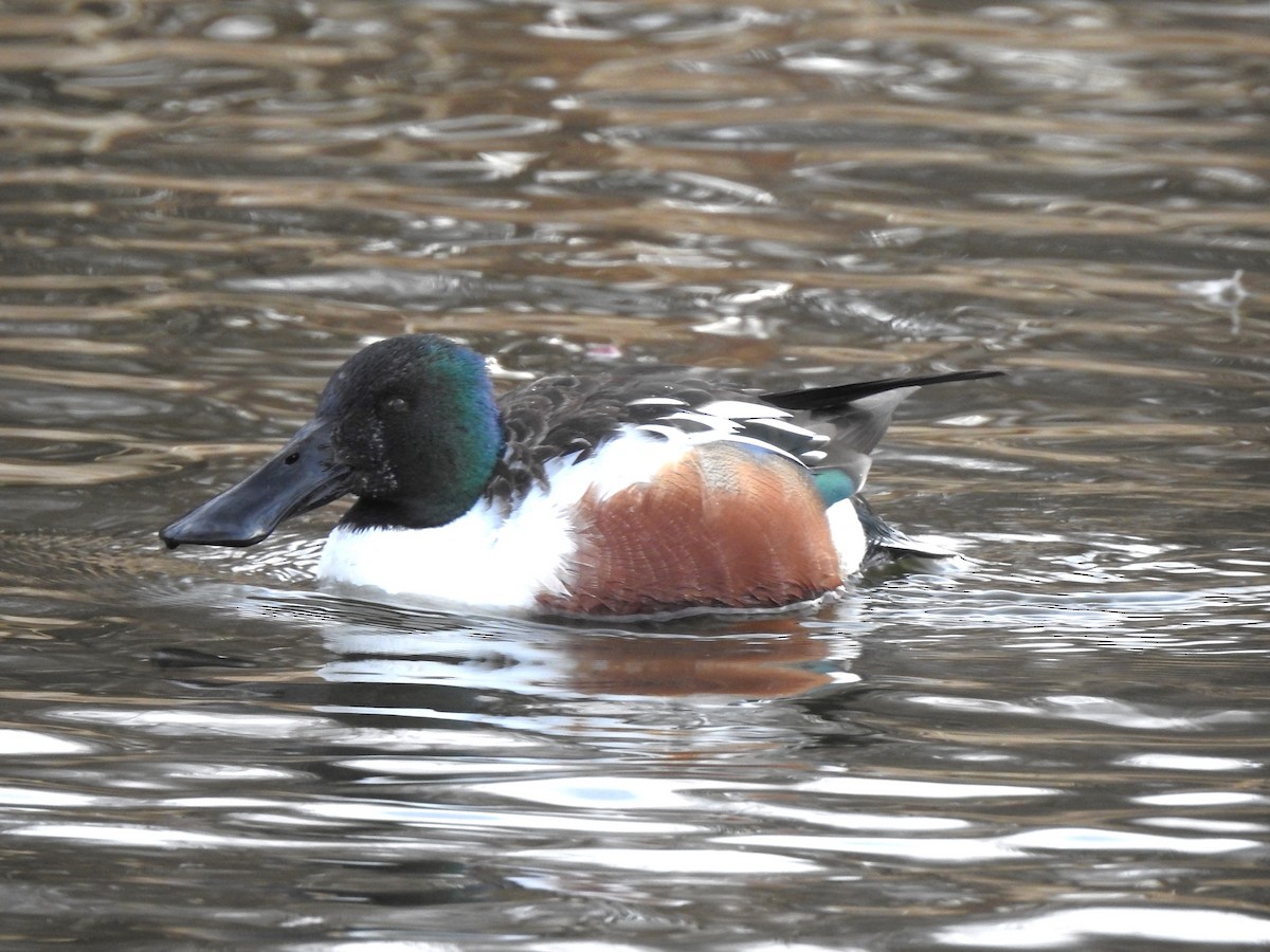 Халбага нугас - ML615993100