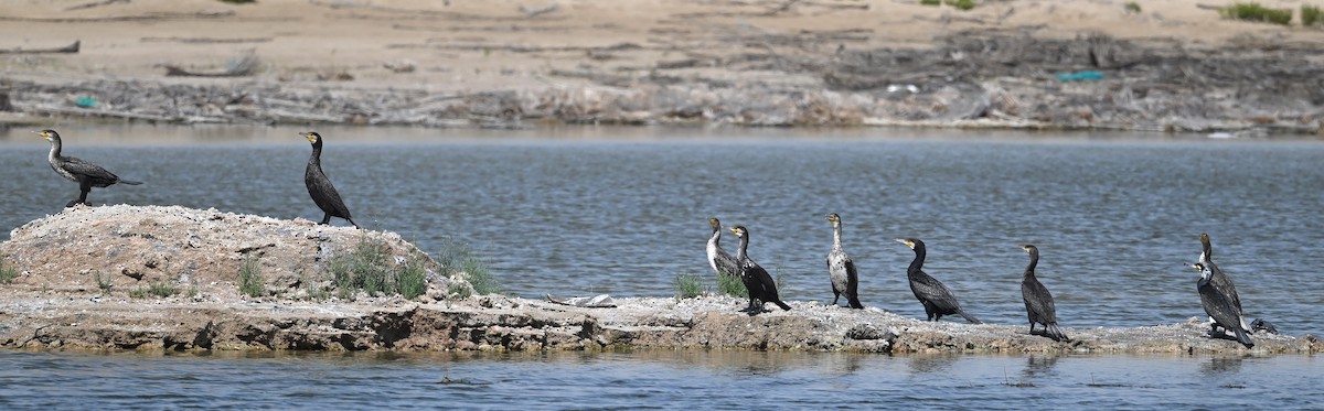 Great Cormorant - ML615993128