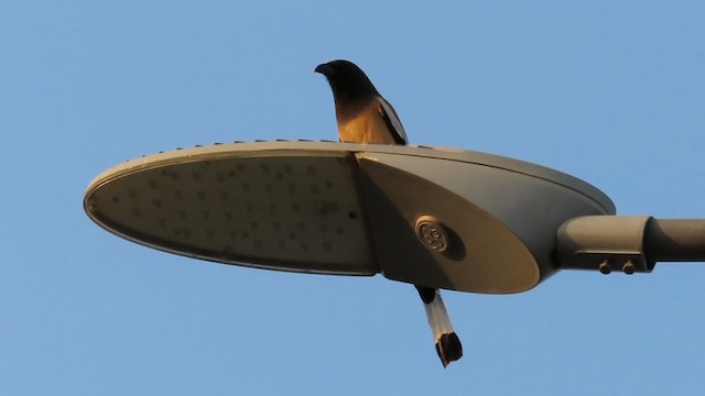 Rufous Treepie - ML615993141