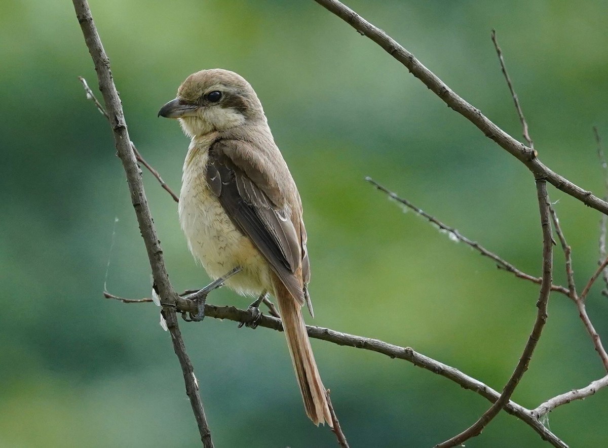 ťuhýk hnědý - ML615993142