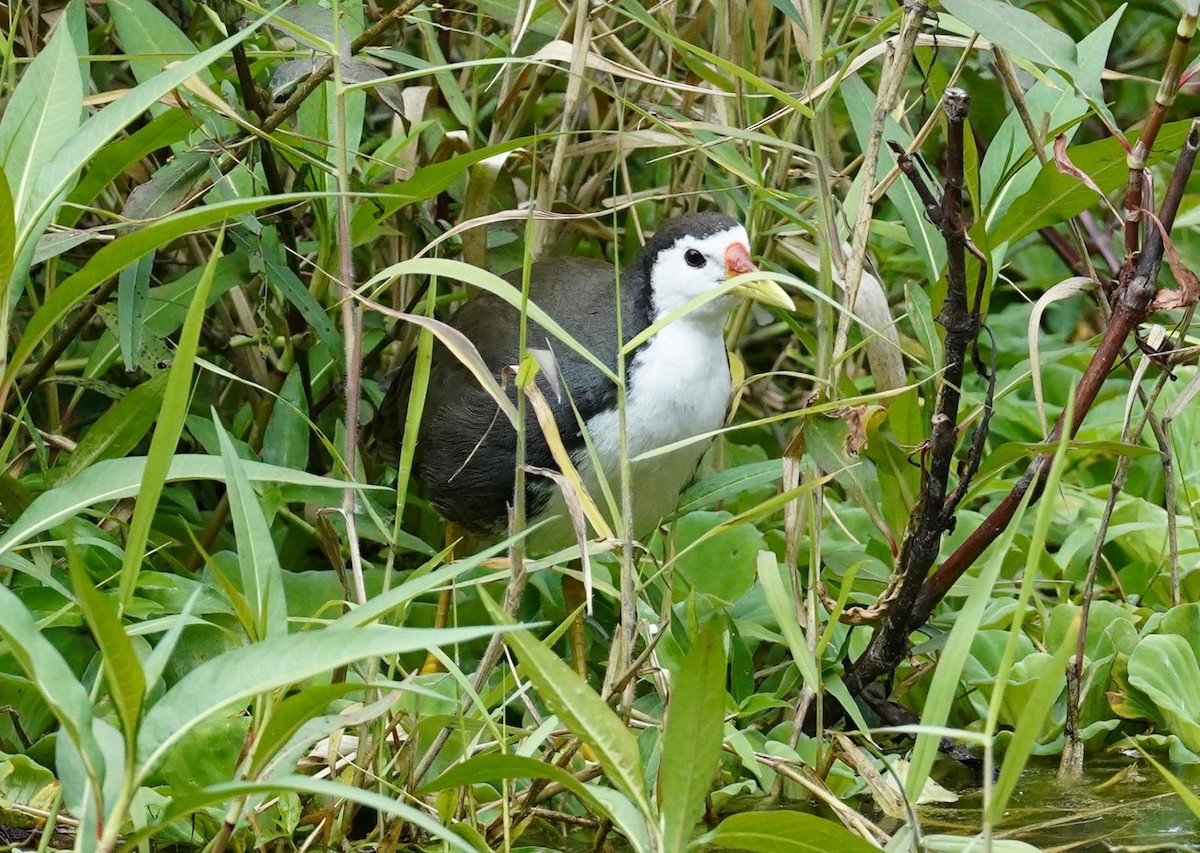 chřástal běloprsý - ML615993147