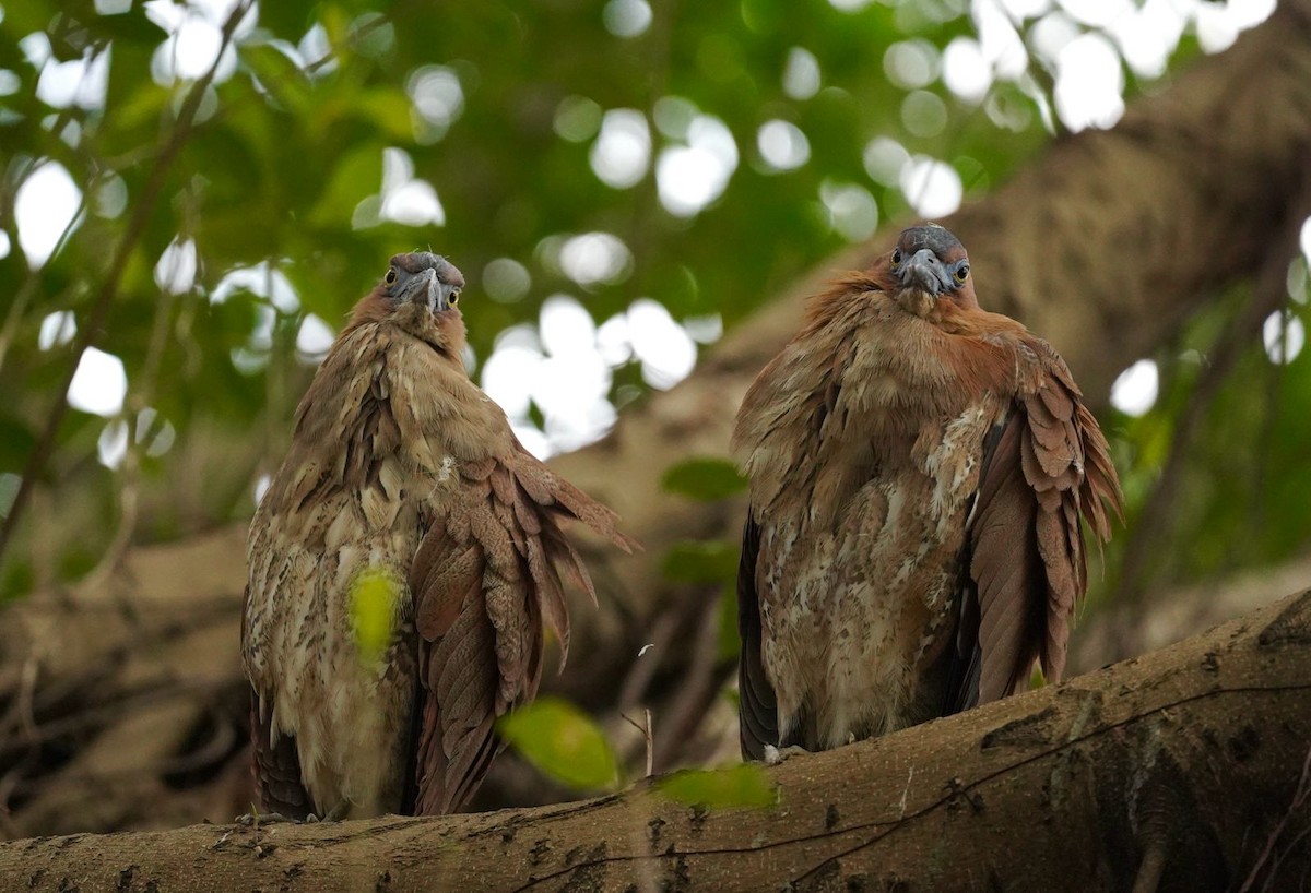 kvakoš indomalajský - ML615993150