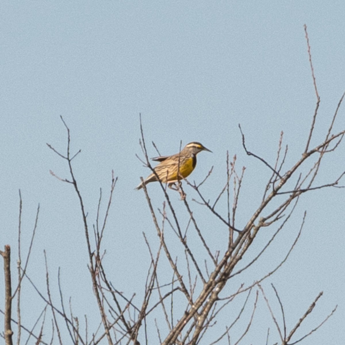 Eastern Meadowlark - Lynn Gregg