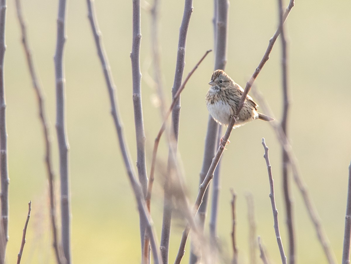 Lincoln's Sparrow - Andrew Thornton