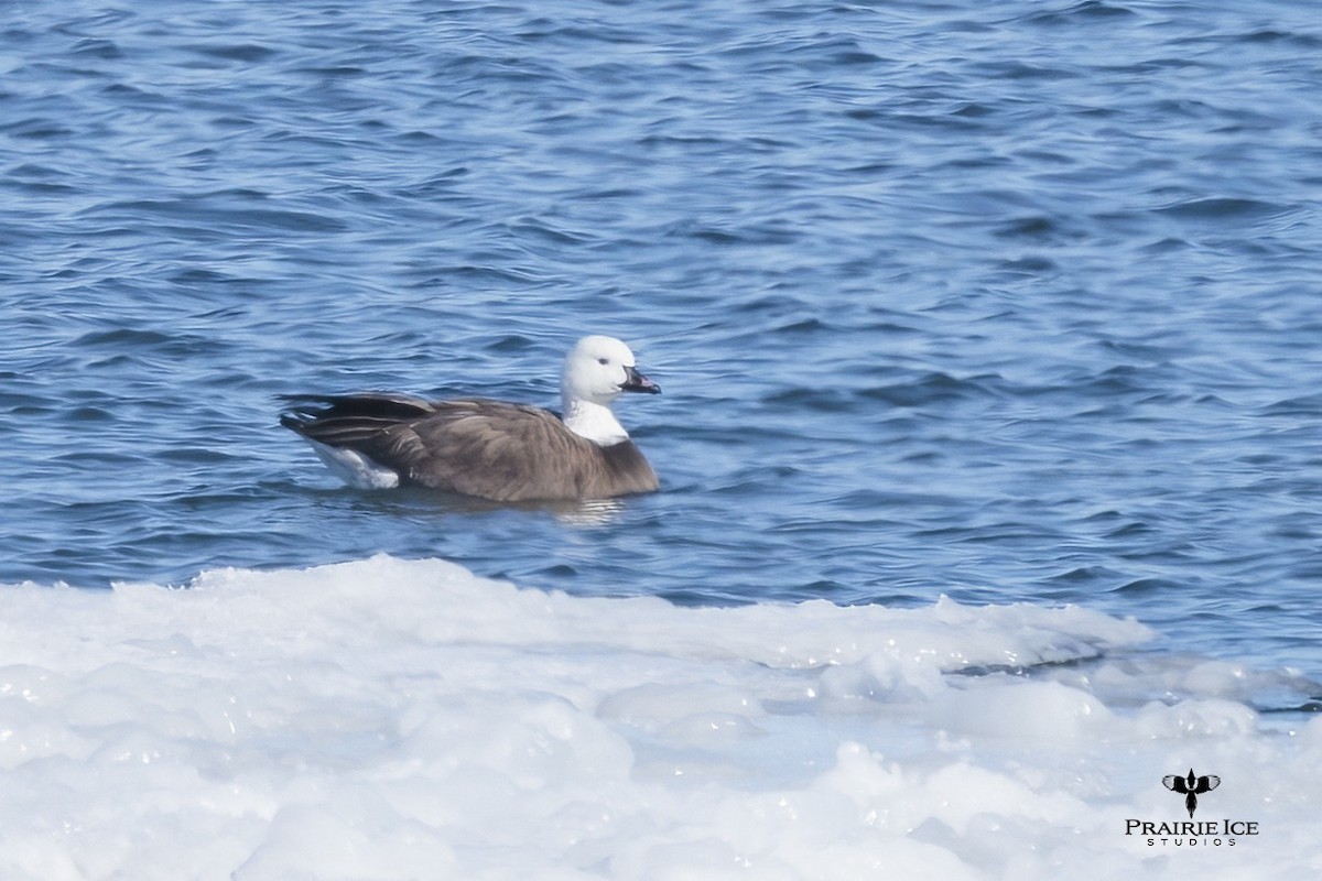 Snow x Canada Goose (hybrid) - ML615993250