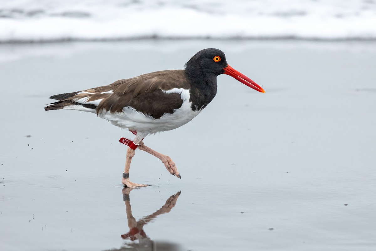 American Oystercatcher - ML615993276