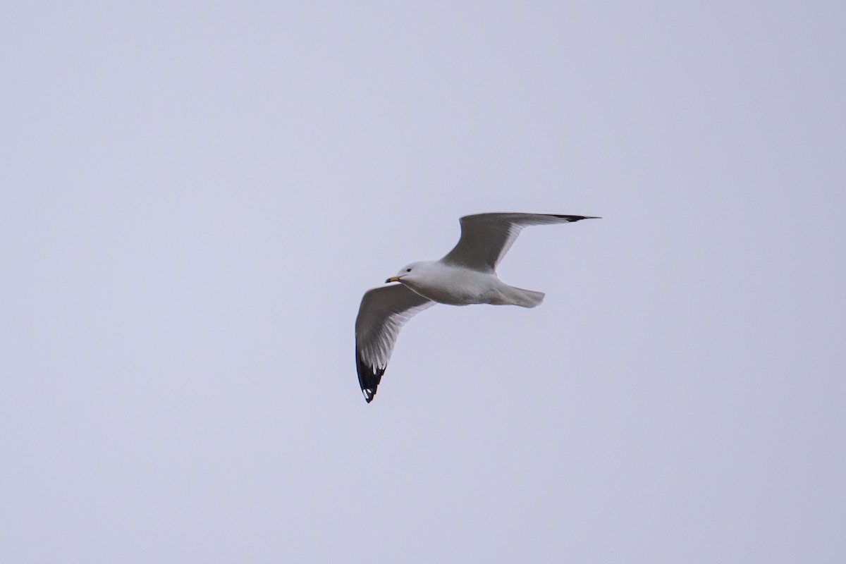 Ring-billed Gull - ML615993290