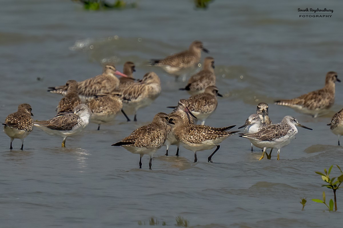 Nordmann's Greenshank - ML615993329