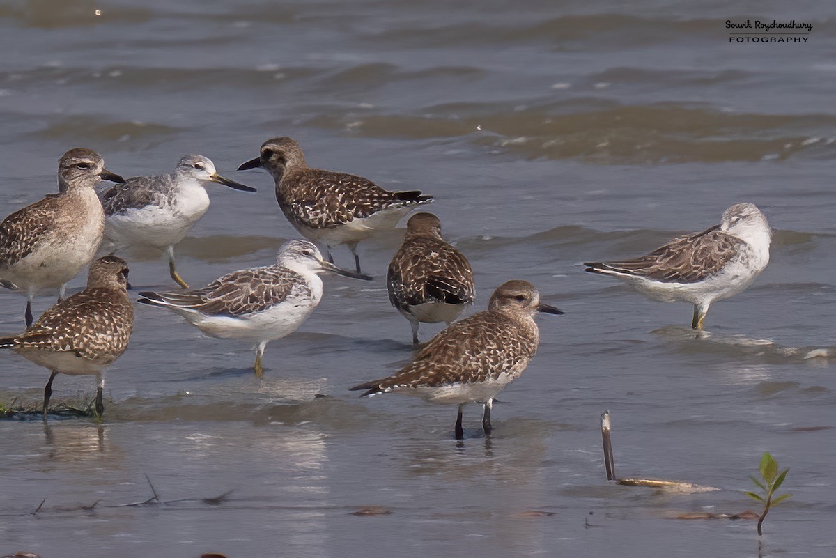 Nordmann's Greenshank - ML615993331