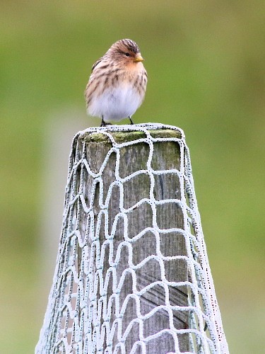 Twite - ML615993334