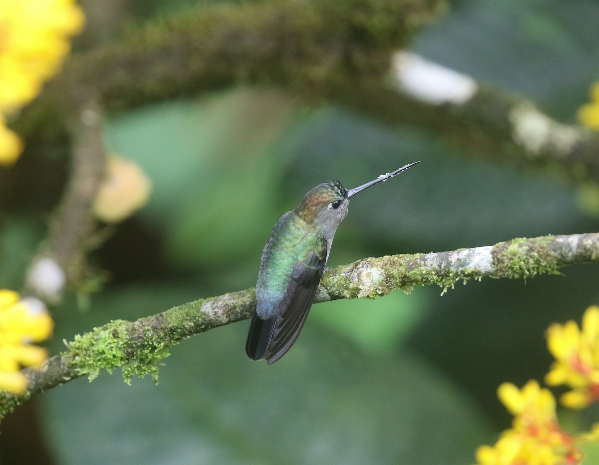 Green-fronted Lancebill - ML615993346