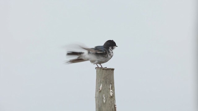 Chilean Swallow - ML615993363