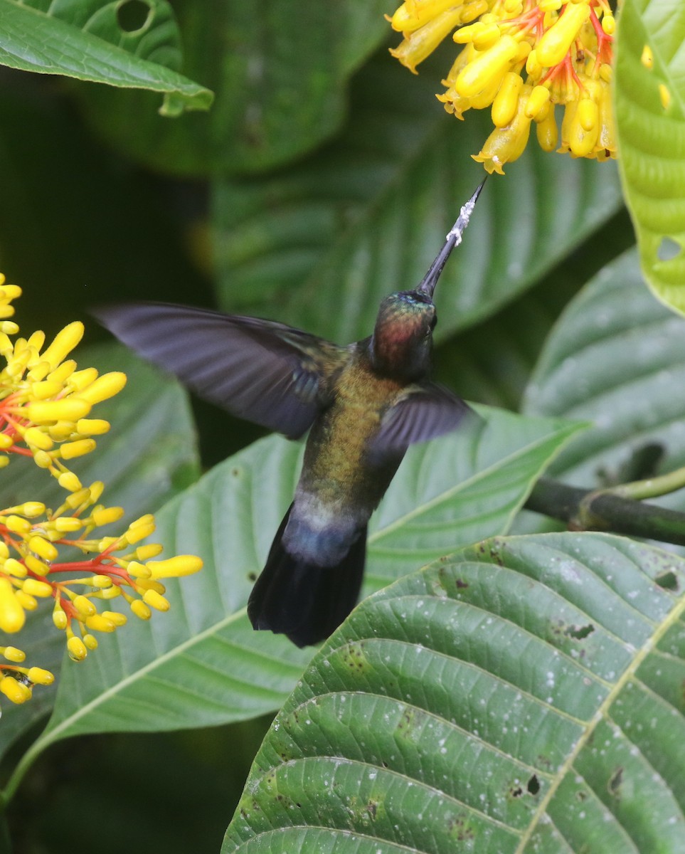 Green-fronted Lancebill - ML615993377