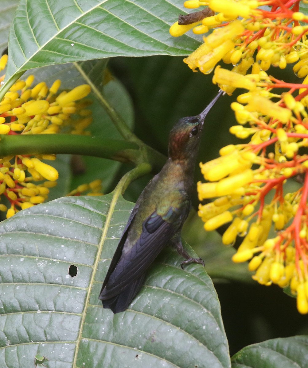 Green-fronted Lancebill - ML615993391