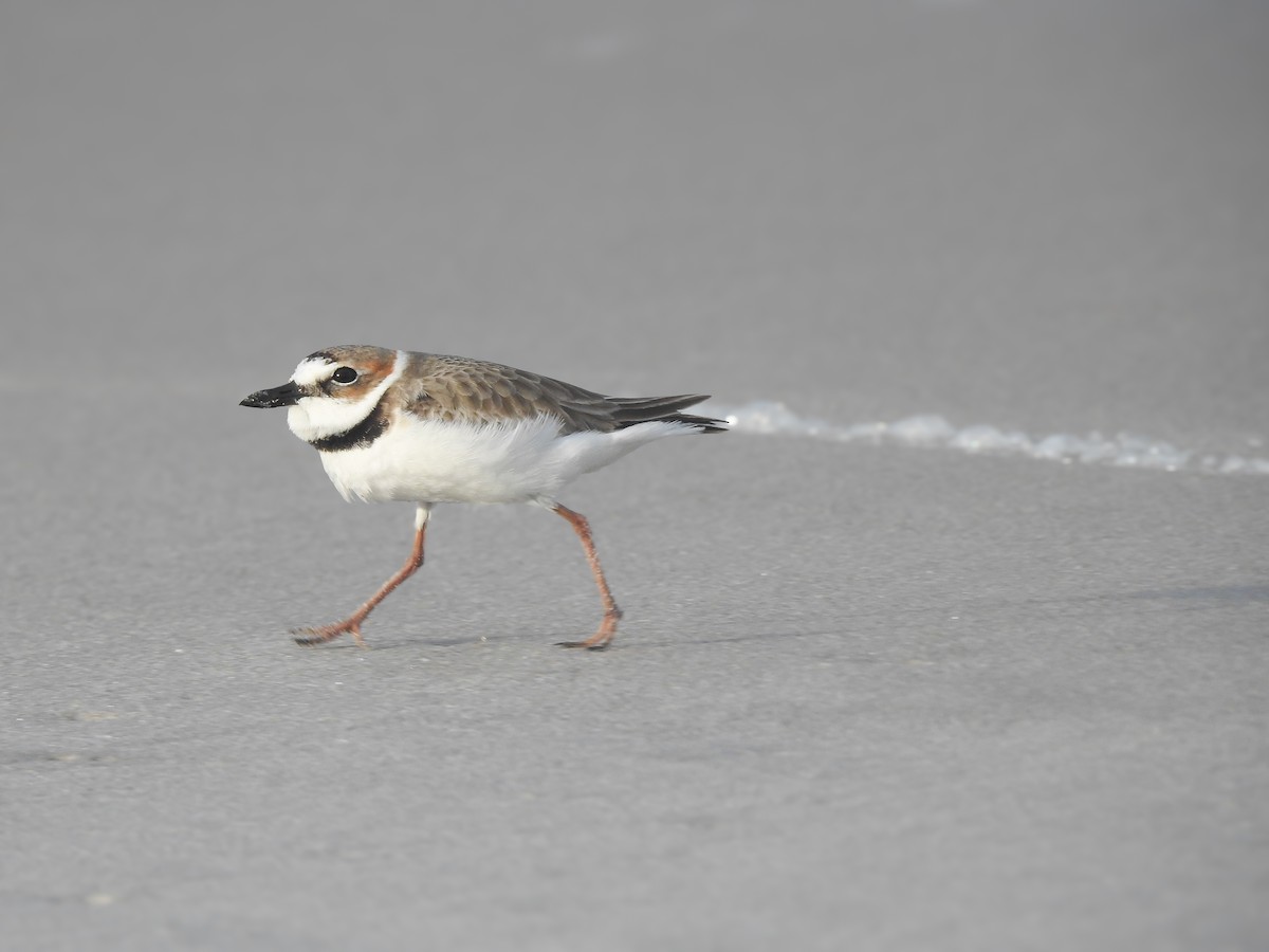 Wilson's Plover - Katelyn Shelton