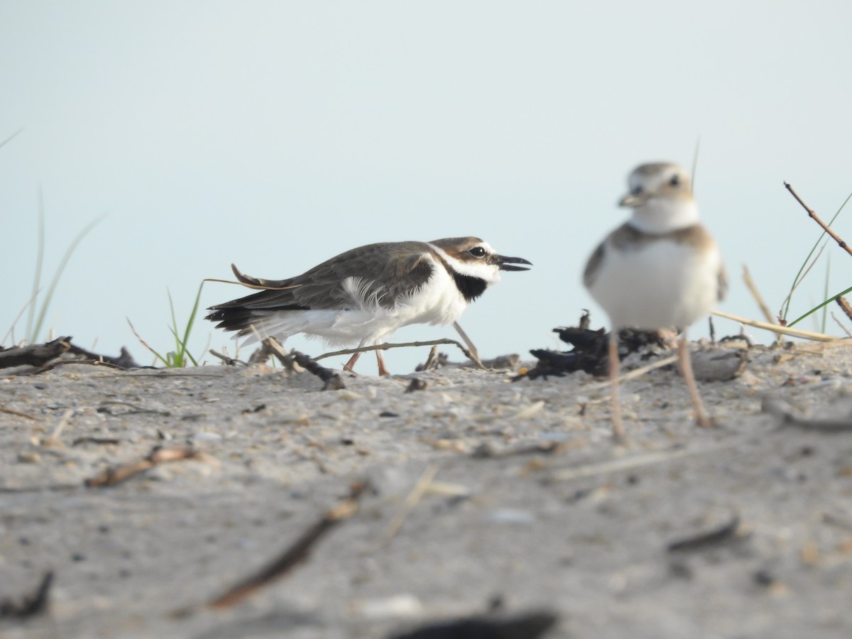 Wilson's Plover - ML615993401