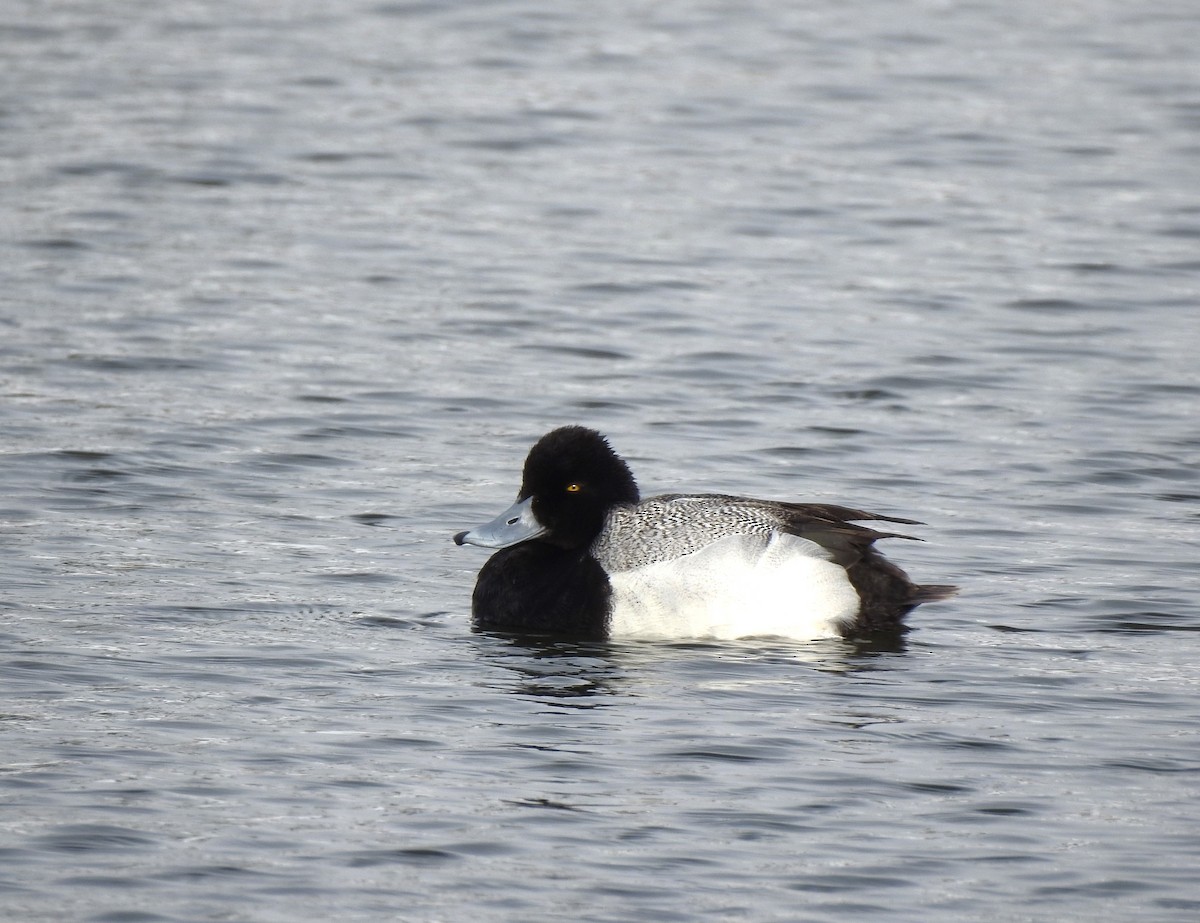 Lesser Scaup - ML615993416