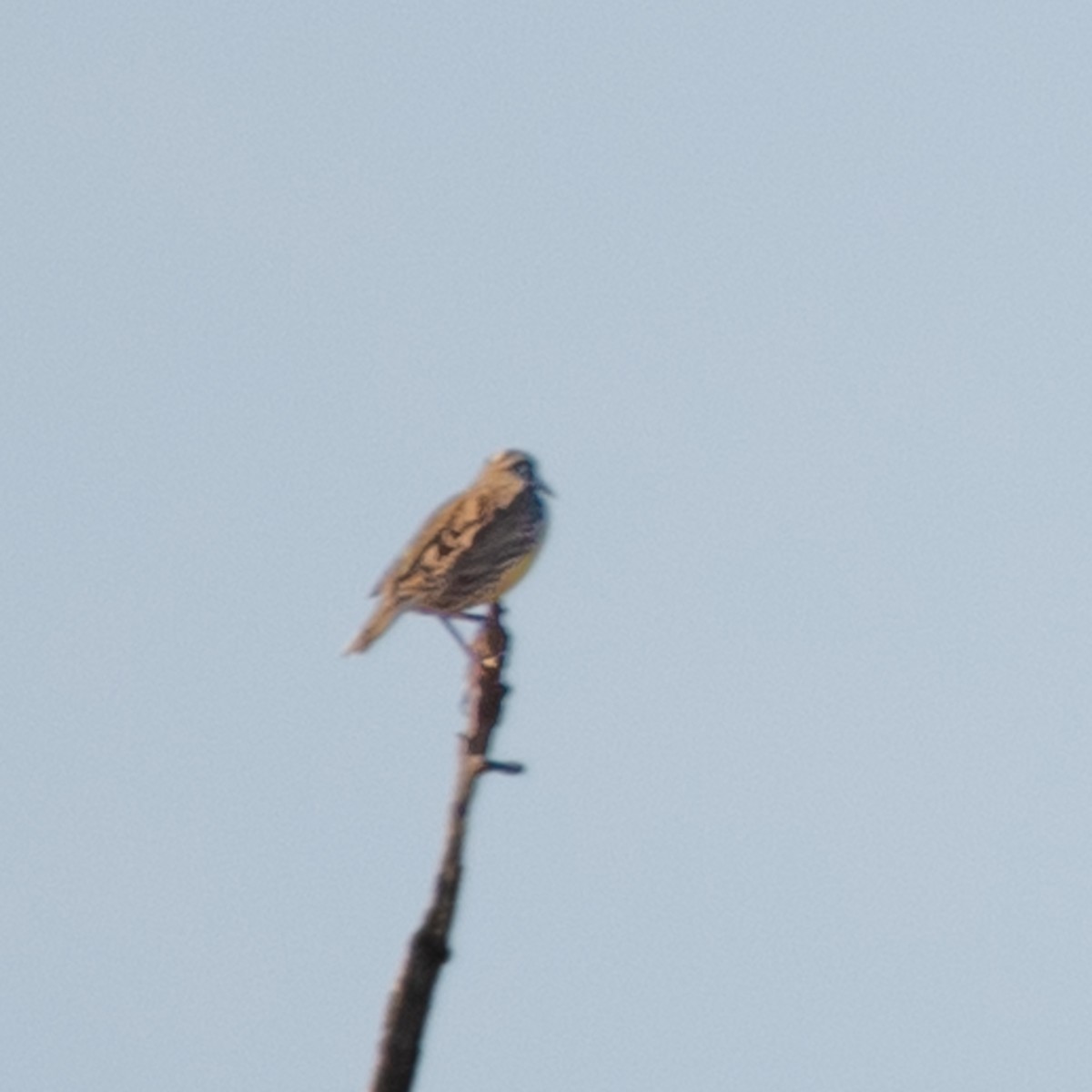 Eastern Meadowlark - Lynn Gregg