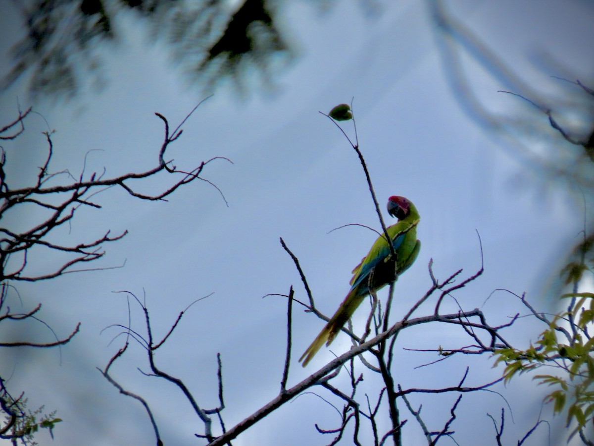 Great Green Macaw - ML615993426