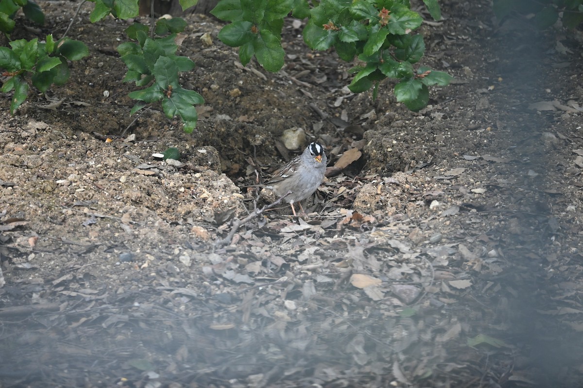 White-crowned Sparrow - ML615993456