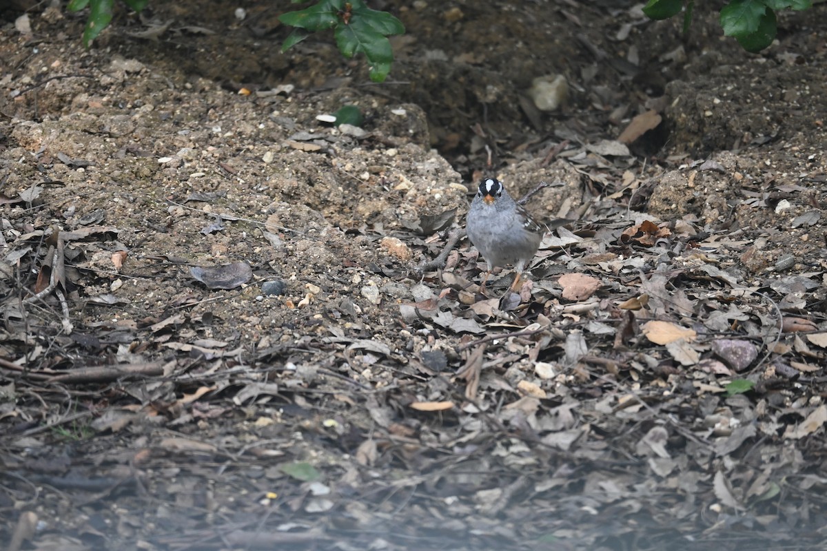 White-crowned Sparrow - ML615993459